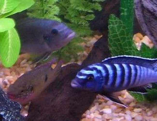 freshwater fish - pseudotropheus demasoni - demasoni cichlid stocking in 55 gallons tank - Three of the Many in my 55 gallon these are my pseudotropheus which is the blue and black one.My Colbalt blue cichlid which is the all blue one.And one of my Female jewel cichlid freshwater fish - pseudotropheus demasoni - demasoni cichlid stocking in 55 gallons tank - Three of the Many in my 55 gallon these are my pseudotropheus which is the blue and black one.My Colbalt blue cichlid which is the all blue one.And one of my Female jewel cichlid