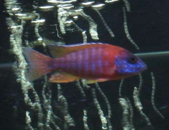 freshwater fish - aulonocara rubescens - ruby red peacock stocking in 75 gallons tank - Ruby Red freshwater fish - aulonocara rubescens - ruby red peacock stocking in 75 gallons tank - Ruby Red
