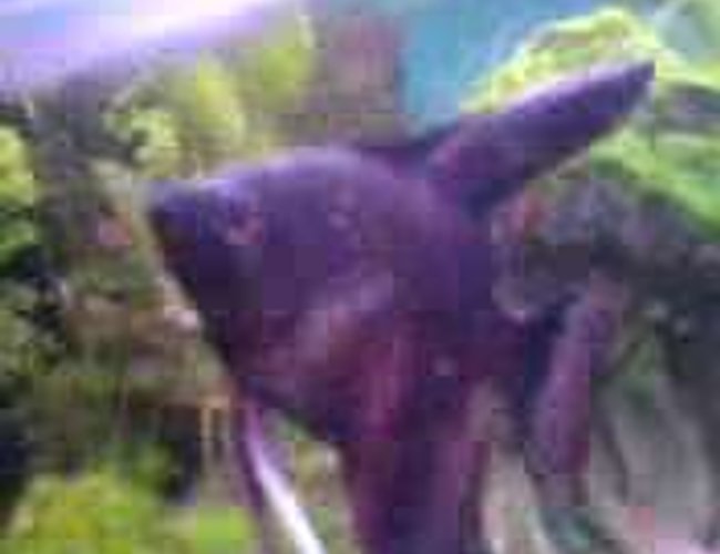 freshwater fish - pterophyllum sp. - koi angel stocking in 47 gallons tank - Angel fish, i like to call him shadow hence he is black! freshwater fish - pterophyllum sp. - koi angel stocking in 47 gallons tank - Angel fish, i like to call him shadow hence he is black!