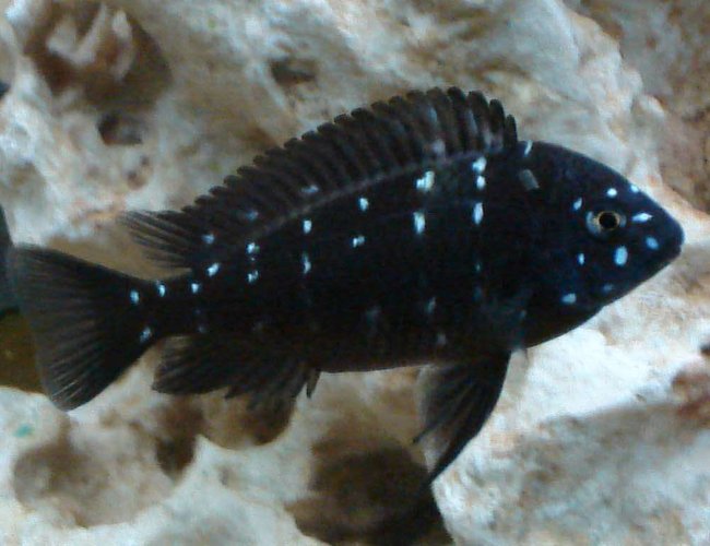 freshwater fish - tropheus duboisii - duboisi cichlid stocking in 40 gallons tank - duboisi freshwater fish - tropheus duboisii - duboisi cichlid stocking in 40 gallons tank - duboisi
