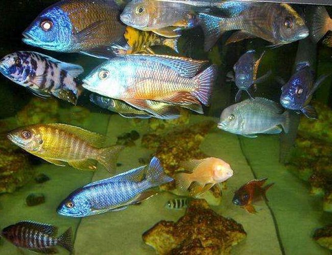 freshwater fish - sciaenochromis ahli - electric blue cichlid stocking in 20 gallons tank - I love my fish, they also love me back! freshwater fish - sciaenochromis ahli - electric blue cichlid stocking in 20 gallons tank - I love my fish, they also love me back!
