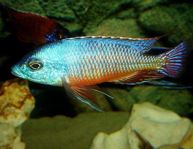 freshwater fish - protomelas taeniolatus - red empress stocking in 20 gallons tank - Red Empress freshwater fish - protomelas taeniolatus - red empress stocking in 20 gallons tank - Red Empress