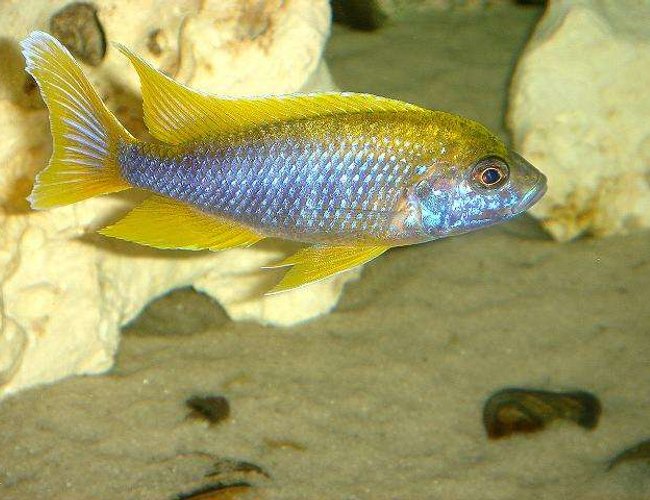 freshwater fish - aulonocara mamelela - lemon jake stocking in 20 gallons tank - Lemon Jake freshwater fish - aulonocara mamelela - lemon jake stocking in 20 gallons tank - Lemon Jake