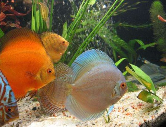 freshwater fish - symphysodon sp. - snow white discus stocking in 190 gallons tank - discus 5 freshwater fish - symphysodon sp. - snow white discus stocking in 190 gallons tank - discus 5
