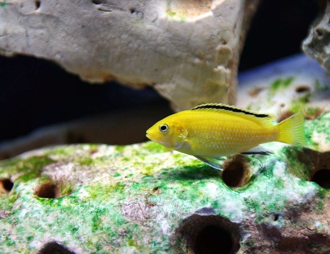 freshwater fish - labidochromis caeruleus - electric yellow cichlid stocking in 120 gallons tank - labidochromis caeruleus
2 Inches long freshwater fish - labidochromis caeruleus - electric yellow cichlid stocking in 120 gallons tank - labidochromis caeruleus
2 Inches long