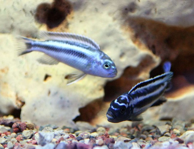 freshwater fish - melanochromis cyaneorhabdos - maingano cichlid stocking in 120 gallons tank - MELANOCHROMIS MAINGANO
do not know the sex freshwater fish - melanochromis cyaneorhabdos - maingano cichlid stocking in 120 gallons tank - MELANOCHROMIS MAINGANO
do not know the sex