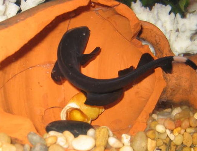 freshwater fish - apteronotus albifrons - black ghost knifefish stocking in 55 gallons tank freshwater fish - apteronotus albifrons - black ghost knifefish stocking in 55 gallons tank