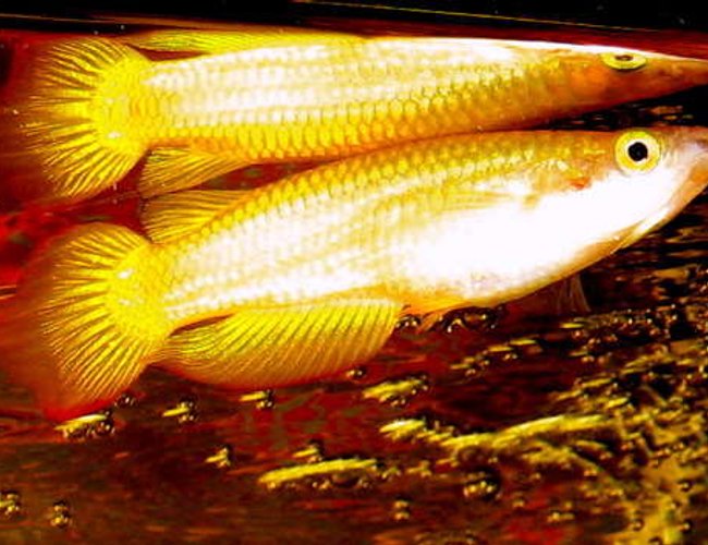 freshwater fish - pachypanchax playfairi - golden dream panchax killifish stocking in 55 gallons tank - Golden Wonder freshwater fish - pachypanchax playfairi - golden dream panchax killifish stocking in 55 gallons tank - Golden Wonder