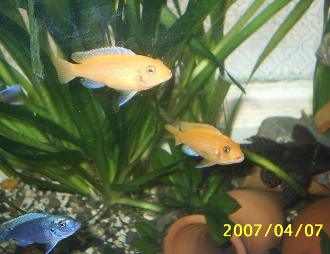 freshwater fish - aulonocara sp. - strawberry peacock cichlid stocking in 70 gallons tank - cichlide ghost knife freshwater fish - aulonocara sp. - strawberry peacock cichlid stocking in 70 gallons tank - cichlide ghost knife