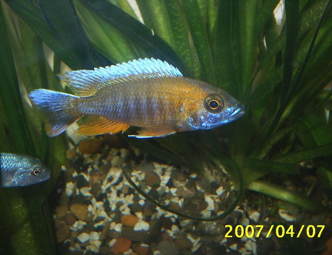 freshwater fish - aulonocara rubescens - ruby red peacock stocking in 70 gallons tank - cichlid freshwater fish - aulonocara rubescens - ruby red peacock stocking in 70 gallons tank - cichlid