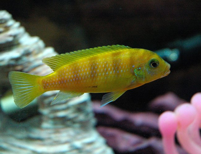 freshwater fish - metriaclima lombardoi - kenyi cichlid stocking in 55 gallons tank - This is Kenny the Kenyi cichlid when he was just a young lad! freshwater fish - metriaclima lombardoi - kenyi cichlid stocking in 55 gallons tank - This is Kenny the Kenyi cichlid when he was just a young lad!