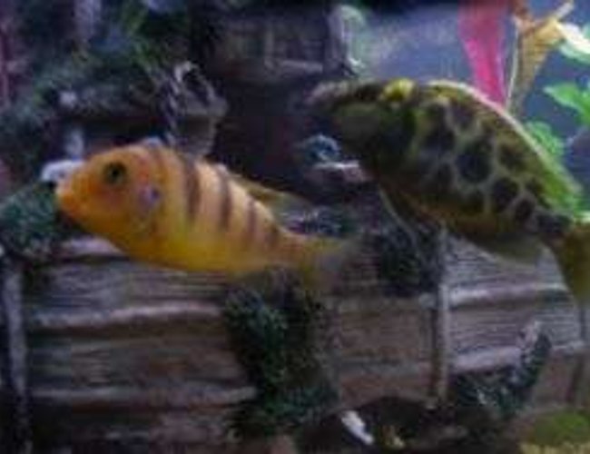 freshwater fish - metriaclima lombardoi - kenyi cichlid stocking in 55 gallons tank - a few of my cichlids freshwater fish - metriaclima lombardoi - kenyi cichlid stocking in 55 gallons tank - a few of my cichlids