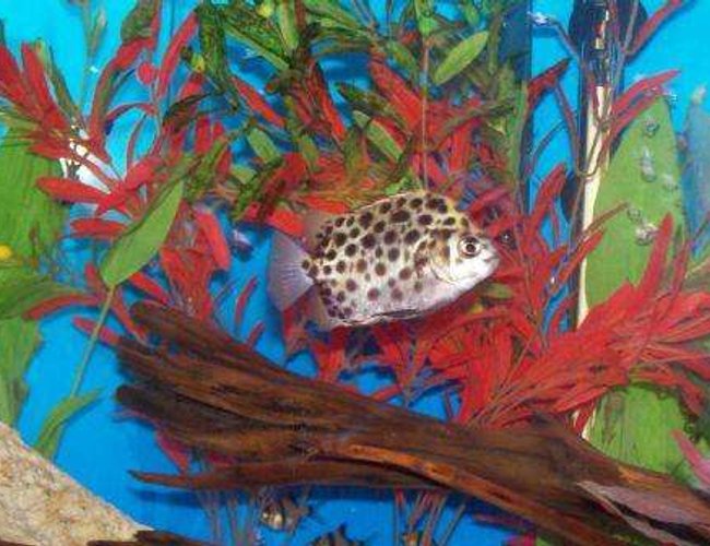 freshwater fish - scatophagus argus - ruby scat stocking in 29 gallons tank - Green Spotted Scat freshwater fish - scatophagus argus - ruby scat stocking in 29 gallons tank - Green Spotted Scat
