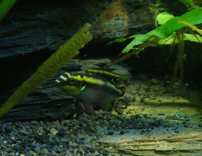 freshwater fish - pelvicachromis pulcher - kribensis cichlid stocking in 80 gallons tank - my female krib with but if you look close you can see some 1 day old baby kribs my first ever babys from a egg laying fish freshwater fish - pelvicachromis pulcher - kribensis cichlid stocking in 80 gallons tank - my female krib with but if you look close you can see some 1 day old baby kribs my first ever babys from a egg laying fish