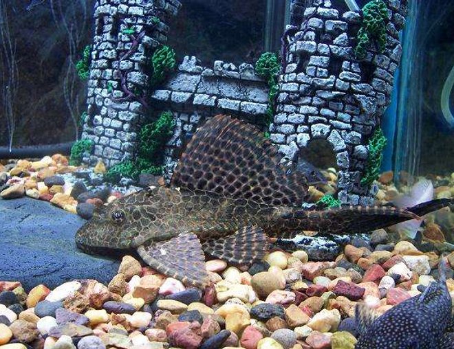 freshwater fish - glyptoperichthys gibbiceps - sailfin pleco (l-83) stocking in 50 gallons tank - 2 & a half year old sailfin Plecostamus..