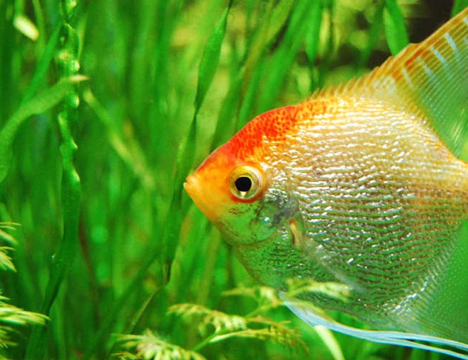 freshwater fish - pterophyllum sp. stocking in 75 gallons tank - Angelfish freshwater fish - pterophyllum sp. stocking in 75 gallons tank - Angelfish