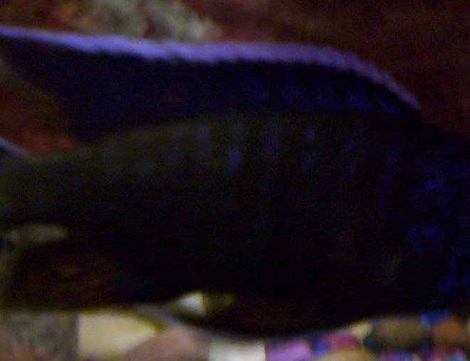 freshwater fish - aulonocara baenschi - sunshine peacock stocking in 75 gallons tank - Some pics of my fish freshwater fish - aulonocara baenschi - sunshine peacock stocking in 75 gallons tank - Some pics of my fish