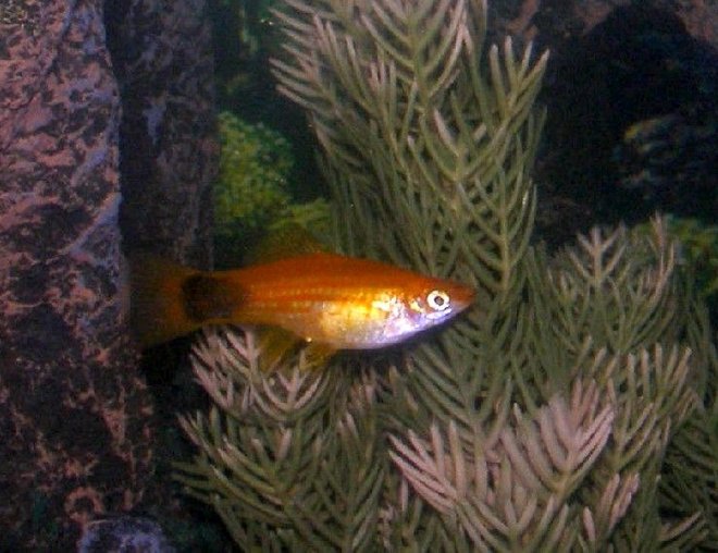 freshwater fish - xiphophorus helleri - marigold mickey mouse swordtail stocking in 28 gallons tank - Mickey Mouse Sword freshwater fish - xiphophorus helleri - marigold mickey mouse swordtail stocking in 28 gallons tank - Mickey Mouse Sword