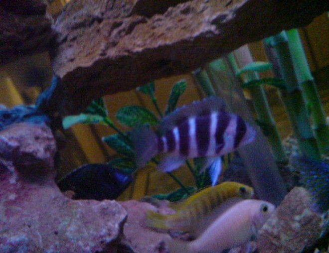 freshwater fish - cyphotilapia frontosa - frontosa cichlid stocking in 180 gallons tank - my cute tank freshwater fish - cyphotilapia frontosa - frontosa cichlid stocking in 180 gallons tank - my cute tank