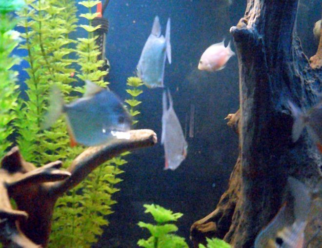 freshwater fish - metynnis argenteus - silver dollar stocking in 55 gallons tank - School of Silver Dollars and Pink Convict freshwater fish - metynnis argenteus - silver dollar stocking in 55 gallons tank - School of Silver Dollars and Pink Convict