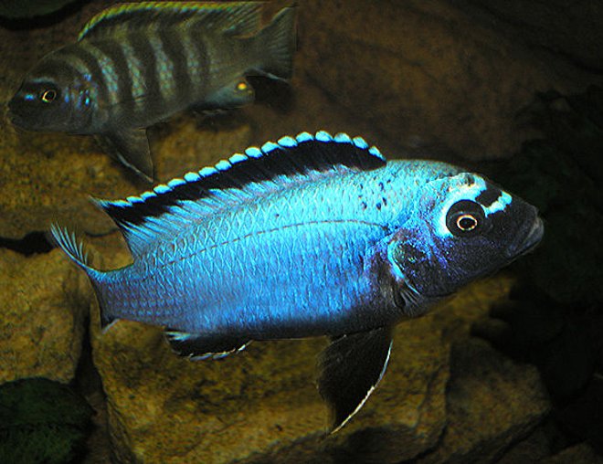 freshwater fish - metriaclima sp. stocking in 63 gallons tank - "Membe Deep" Maingano - Dominant Male freshwater fish - metriaclima sp. stocking in 63 gallons tank - "Membe Deep" Maingano - Dominant Male