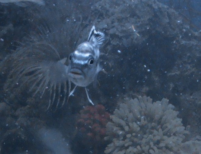 freshwater fish - pseudotropheus saulosi - saulos's mbuna stocking in 37 gallons tank - This is Ocean