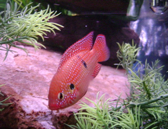 freshwater fish - hemichromis bimaculatus - jewel cichlid stocking in 150 gallons tank - Male Jeweled Cichlid freshwater fish - hemichromis bimaculatus - jewel cichlid stocking in 150 gallons tank - Male Jeweled Cichlid