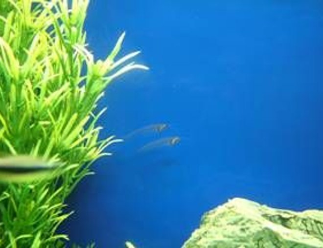 freshwater fish - kryptopterus bicirrhis - ghost glass cat stocking in 180 gallons tank - these are my glass catfish freshwater fish - kryptopterus bicirrhis - ghost glass cat stocking in 180 gallons tank - these are my glass catfish