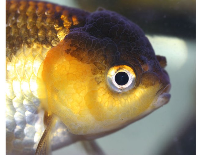 freshwater fish - carassius auratus stocking in 72 gallons tank - brown and yellow lionhead freshwater fish - carassius auratus stocking in 72 gallons tank - brown and yellow lionhead