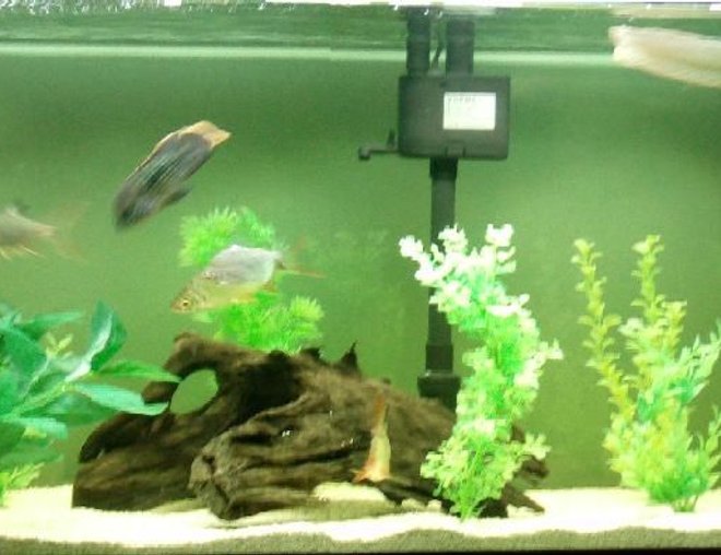 freshwater fish - osteoglossum bicirrhosum - silver arowana stocking in 75 gallons tank - My south american fish tank freshwater fish - osteoglossum bicirrhosum - silver arowana stocking in 75 gallons tank - My south american fish tank