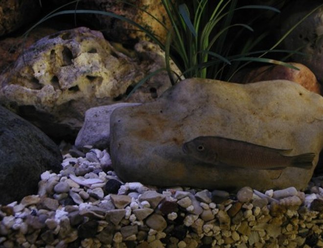 freshwater fish - pseudotropheus flavus stocking in 50 gallons tank - Just Blending In.
Pseudotropheus flavus - female freshwater fish - pseudotropheus flavus stocking in 50 gallons tank - Just Blending In.
Pseudotropheus flavus - female