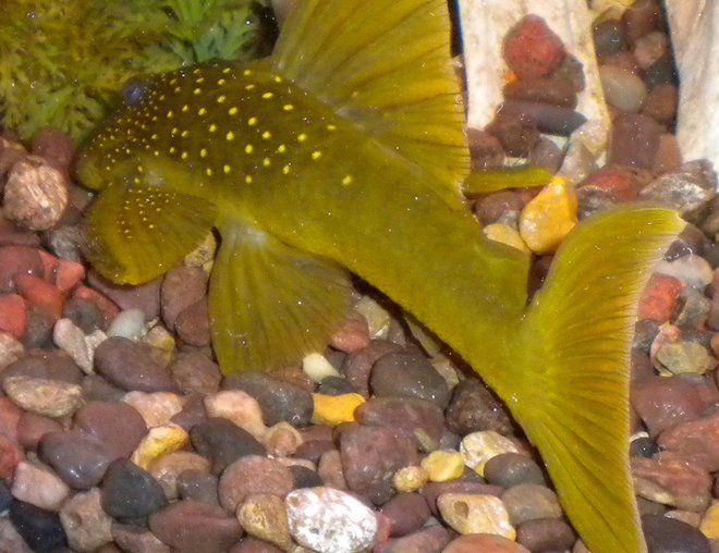 freshwater fish - baryancistrus demantoides - green phantom pleco stocking in 180 gallons tank - Green Phantom pleco freshwater fish - baryancistrus demantoides - green phantom pleco stocking in 180 gallons tank - Green Phantom pleco