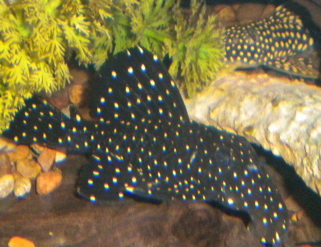 freshwater fish - leporacanthicus galaxias - galaxy pleco (l240) stocking in 180 gallons tank - Vampire pleco with a goldie(L-14) freshwater fish - leporacanthicus galaxias - galaxy pleco (l240) stocking in 180 gallons tank - Vampire pleco with a goldie(L-14)