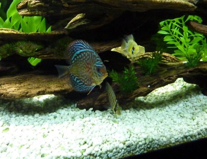freshwater fish - symphysodon sp. - pigeon blood discus stocking in 45 gallons tank freshwater fish - symphysodon sp. - pigeon blood discus stocking in 45 gallons tank