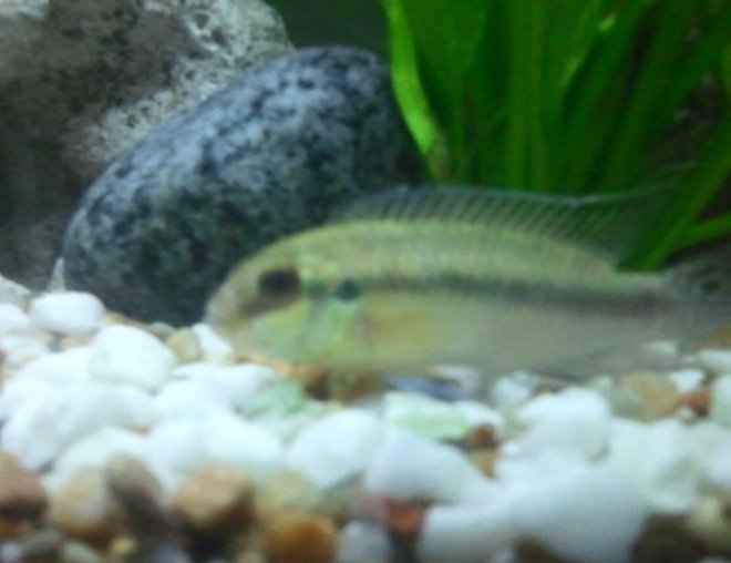 freshwater fish - pelvicachromis pulcher - albino kribensis cichlid stocking in 26 gallons tank