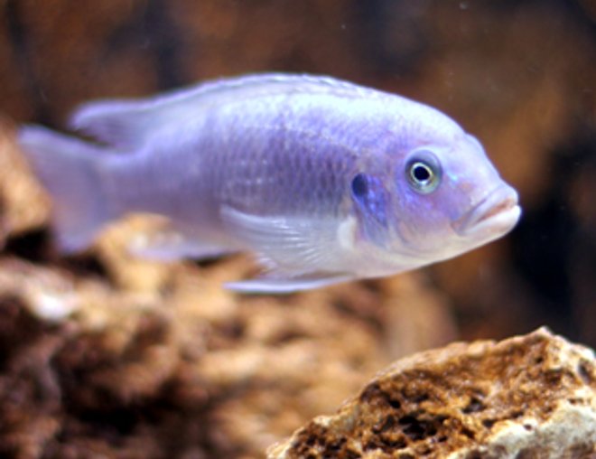 freshwater fish - maylandia callainos - blue cobalt cichlid stocking in 55 gallons tank - Cobalt Zebra freshwater fish - maylandia callainos - blue cobalt cichlid stocking in 55 gallons tank - Cobalt Zebra