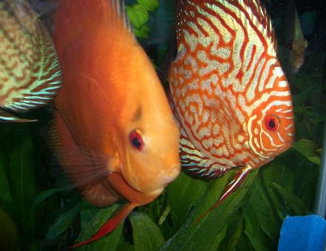 freshwater fish - symphysodon spp. - snakeskin discus stocking in 55 gallons tank - Discus Pictures freshwater fish - symphysodon spp. - snakeskin discus stocking in 55 gallons tank - Discus Pictures