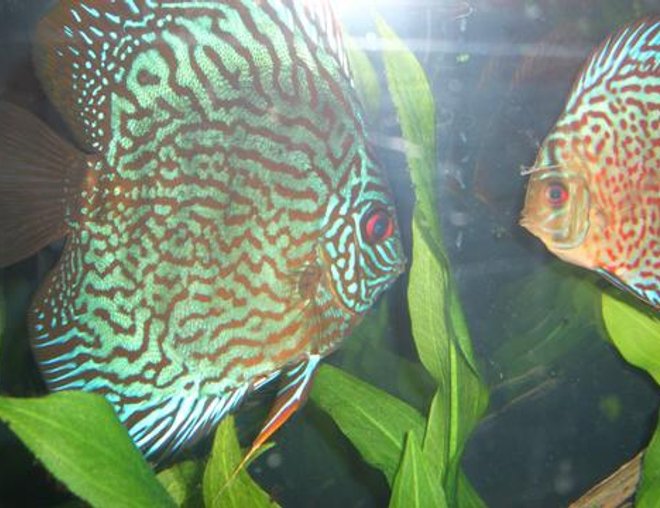 freshwater fish - symphysodon spp. - red turquoise discus stocking in 55 gallons tank - Discus Pictures freshwater fish - symphysodon spp. - red turquoise discus stocking in 55 gallons tank - Discus Pictures