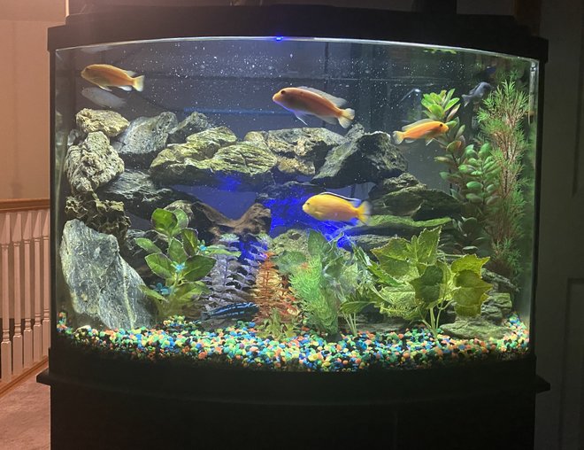 freshwater fish stocking in 46 gallons tank - African cichlids freshwater fish stocking in 46 gallons tank - African cichlids