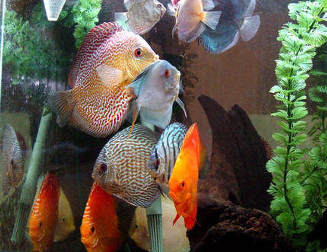 freshwater fish - symphysodon spp. - red turquoise discus stocking in 60 gallons tank - Discus Tornado forms whenever suppertime arrives. freshwater fish - symphysodon spp. - red turquoise discus stocking in 60 gallons tank - Discus Tornado forms whenever suppertime arrives.