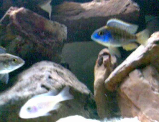 freshwater fish - protomelas ornatus stocking in 32 gallons tank - White Knight and Male and Female Protomelas Ornatus? freshwater fish - protomelas ornatus stocking in 32 gallons tank - White Knight and Male and Female Protomelas Ornatus?