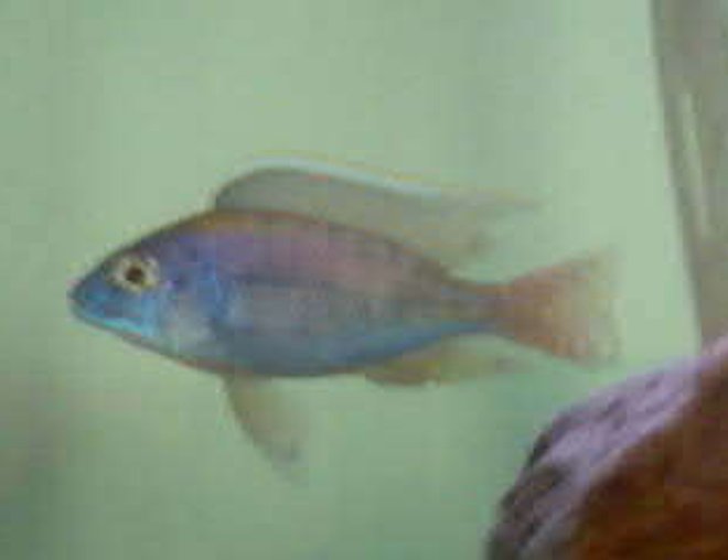 freshwater fish - protomelas ornatus stocking in 32 gallons tank - Protomelas Ornatus? freshwater fish - protomelas ornatus stocking in 32 gallons tank - Protomelas Ornatus?