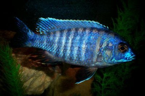 Rated #87: Freshwater Fish - Blue Regal Peacock Stocking In 46 Gallons Tank - This is my Blue Regal Peacock Rated #87: Freshwater Fish - Blue Regal Peacock Stocking In 46 Gallons Tank - This is my Blue Regal Peacock
