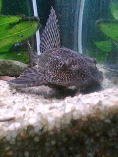 Rated #97: Freshwater Fish - Glyptoperichthys Gibbiceps - Sailfin Pleco (l-83) Stocking In 66 Gallons Tank - my buddy Rated #97: Freshwater Fish - Glyptoperichthys Gibbiceps - Sailfin Pleco (l-83) Stocking In 66 Gallons Tank - my buddy