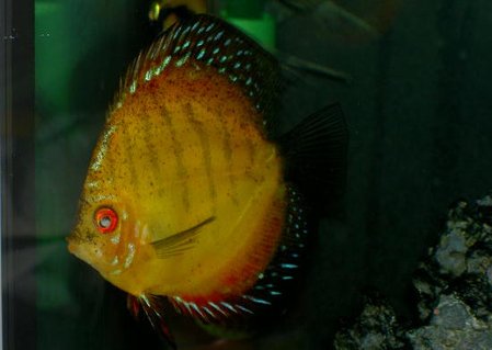 Rated #53: Freshwater Fish - Symphysodon Sp. - Royal Red Discus Stocking In 46 Gallons Tank - One Really big Discus Rated #53: Freshwater Fish - Symphysodon Sp. - Royal Red Discus Stocking In 46 Gallons Tank - One Really big Discus