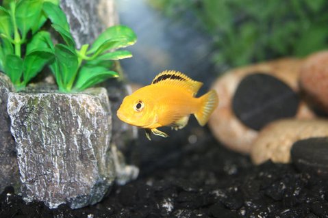 Rated #63: Freshwater Fish - Labidochromis Caeruleus - Electric Yellow Cichlid Stocking In 29 Gallons Tank - Electric yellow cichlid Rated #63: Freshwater Fish - Labidochromis Caeruleus - Electric Yellow Cichlid Stocking In 29 Gallons Tank - Electric yellow cichlid