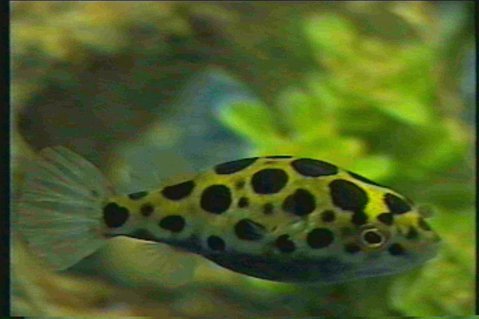 Rated #85: Freshwater Fish - Tetraodon Nigroviridis - Green Spotted Puffer Stocking In 125 Gallons Tank - Puffer Rated #85: Freshwater Fish - Tetraodon Nigroviridis - Green Spotted Puffer Stocking In 125 Gallons Tank - Puffer