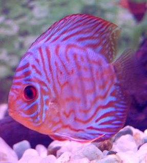 Rated #14: Freshwater Fish - Symphysodon Spp. - Red Turquoise Discus Stocking In 38 Gallons Tank - red turquoise Rated #14: Freshwater Fish - Symphysodon Spp. - Red Turquoise Discus Stocking In 38 Gallons Tank - red turquoise