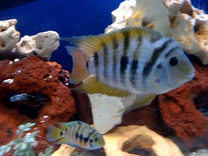 Rated #42: Freshwater Fish - Archocentrus Nigrofasciatus - Black Convict Cichlid Stocking In 150 Gallons Tank - mating pair of convicts Rated #42: Freshwater Fish - Archocentrus Nigrofasciatus - Black Convict Cichlid Stocking In 150 Gallons Tank - mating pair of convicts
