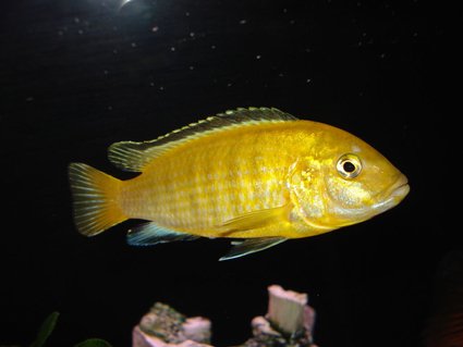 Rated #18: Freshwater Fish - Labidochromis Caeruleus - Electric Yellow Cichlid Stocking In 55 Gallons Tank - Rated #18: Freshwater Fish - Labidochromis Caeruleus - Electric Yellow Cichlid Stocking In 55 Gallons Tank - "Sunshine" My Yellow Lab.